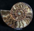 Polished Ammonite Pair - Agatized Chambers #8419-3